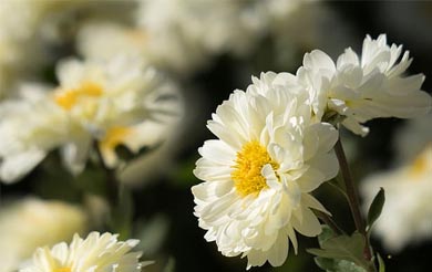 清明节和复活节同一天是什么意思 清明节和复活节的差异