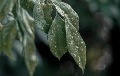 清明节是每年的哪一天 清明节是几月几日每年一样吗