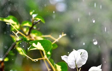 清明祭祖扫墓的由来 清明节为什么要扫墓祭祖