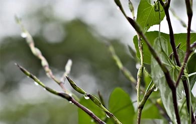 清明节和劳动节高速免费吗 清明节劳动节高速免费多少天