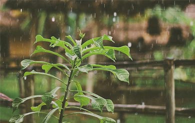 清明节是每年的几月几号 清明节是每年的4月4号固定的吗