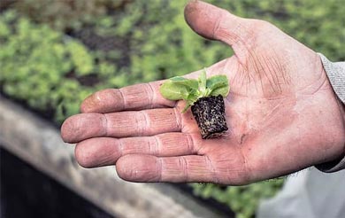 植树节标语大全  植树节主题标语